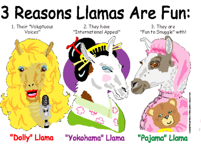 3 Reasons Llamas Are Fun