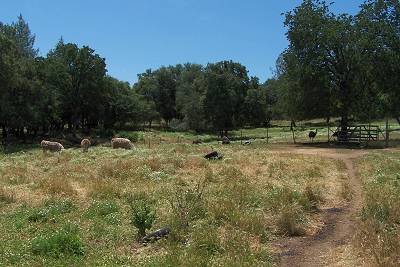 Back Pasture