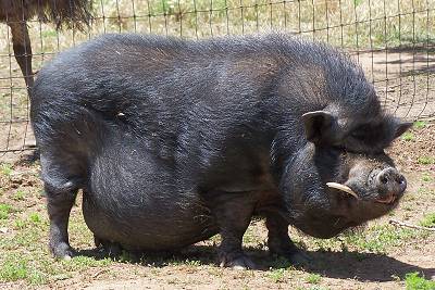 Wilbur the Pig