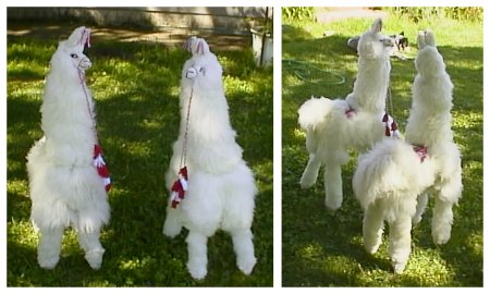 Alpaca Wool Cria