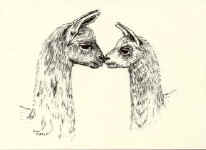 Llama Note Card