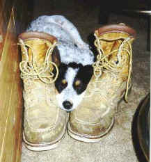 dogboots.jpg (17882 bytes)