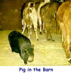 pigbarn2.jpg (84275 bytes)