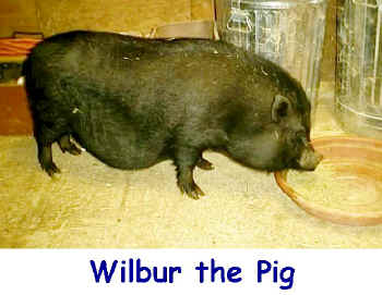 wilbur.jpg (83803 bytes)